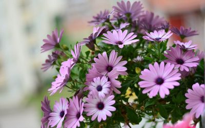 Cyclamen and Radomir dimitrovets