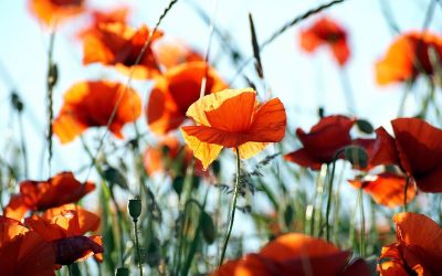 The power of flowers: how they improve our emotional well-being, which ones to choose for happiness at work and at home