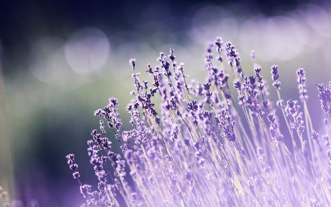 9 Therapeutic Plants Proven to Improve Health, Brain Function, and Make Us Happy